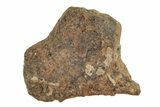 Agoudal Iron Meteorites (4-6 grams) - Morocco - Photo 3